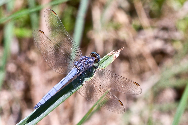 Orthetrum, ma quale? O. coerulescens anceps